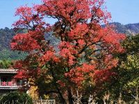 黟县塔川秋木居 - 酒店景观