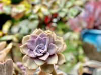 拉萨燕来别院 - 花园