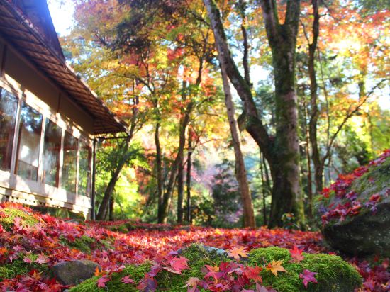 奈良の春日大社本殿 バス停周辺ホテル 21おすすめ宿 Trip Com 奈良の春日大社本殿 バス停周辺ホテル 21おすすめ宿 Trip Com