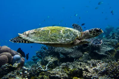 Ocean Retreat & Spa Hotels in Kandooma Fushi