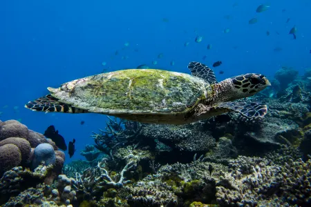 Ocean Retreat & Spa Отели рядом с достопримечательностью «Гурайдо»