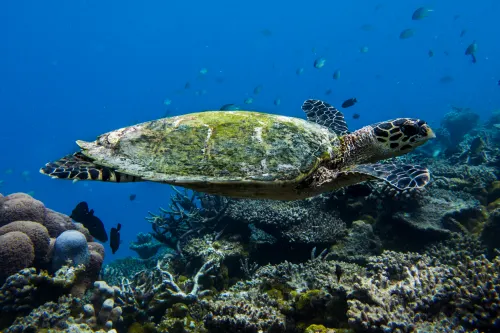 Ocean Retreat & Spa Hotels in Guraidhoo