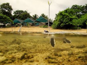 Walai Penyu Conservation Park