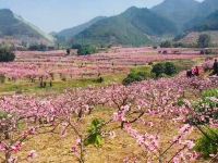 宁波南苑五龙潭度假酒店 - 其他