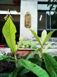 Jufenglou Guesthouse