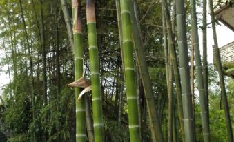 Yibin Shunan Bamboo Forest Sizhi Farm Stay