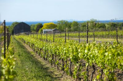 ホテル周辺 ザ・リッツ・カールトン トロントの写真