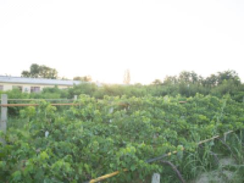 中卫春满园农家乐 - 酒店附近