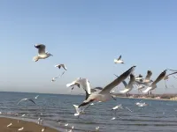 Golden Dream Bay Resort Hotel Hotels in Qinhuangdao