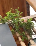 Elf Riverside Guesthouse