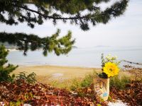 青岛海纳斯海景民宿 - 花园