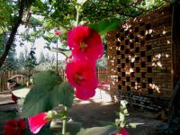 吐鲁番阿娜尔古丽庄园 - 花园