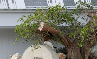 "a large rock with the letter "" r "" on it is surrounded by rocks and bushes , with a tree growing next to it" at Hotel Anteroom Naha