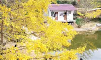 Brooks Inn Hotels near Pingtian Ginkgo Township
