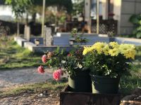 涠洲岛繁花似锦觅安宁海岛客栈 - 酒店外部