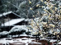 Yongjia qingruoshanfang Inn Hotels near Shiwei Peak