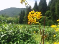 天台山林荫山庄 - 酒店附近