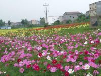 岳池苹果风情酒店