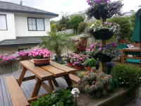 Lush & Co Auckland Bed & Breakfast