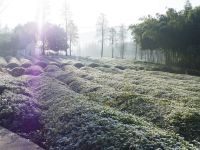 莫干山龙里茶坊客栈 - 酒店附近