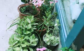 A small garden with numerous flower pots is available for planting in the front yard at Paoju Factory Youth Hostel (Beijing Summer Palace Subway Station Branch)