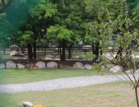 Song Qian Brigade live with sika deer