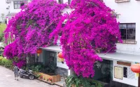 Tengchong Naman Ting Garden Villa