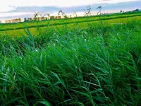 Panjin Dandan Farmhouse - Wifi