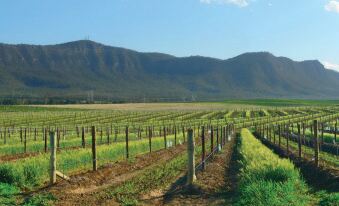 a lush green field with rows of plants and mountains in the background , under a clear blue sky at Estate Tuscany