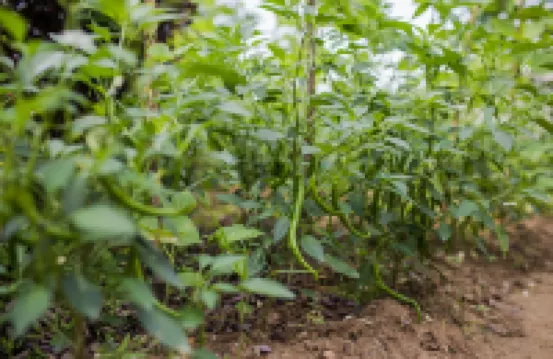 武夷山水莊8號度假別墅（三姑度假區武夷水莊店）