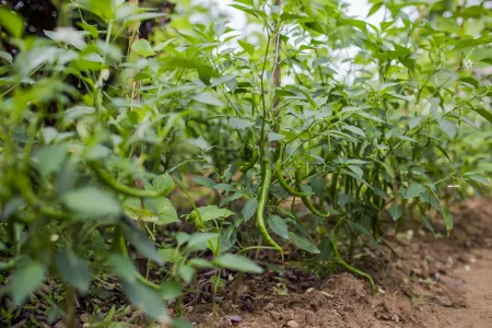 Shuizhuang No.8 Holiday Villa Отели рядом с Аэропорт Уйишань