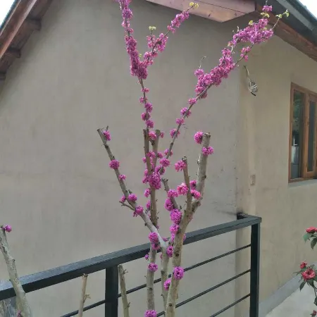 Moganshan Yaxuan Inn (Houwu Transfer Center)