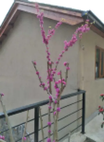 莫幹山雅軒客棧（後塢換乘中心店）