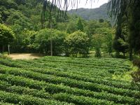 天台山林荫山庄 - 酒店附近