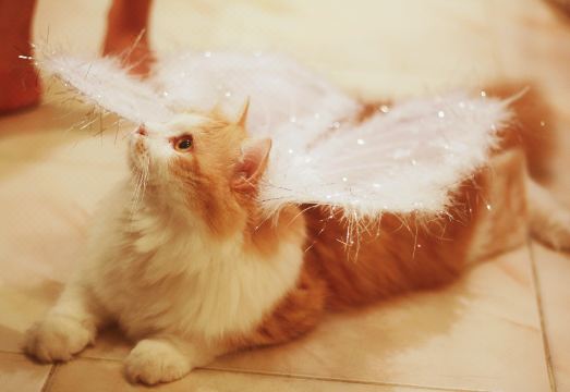 Phuket So Sweet Home