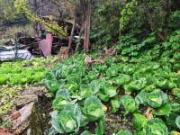 汶川沐月青岚民宿 - 餐厅