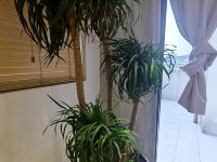 凯旋摩天江景酒店(重庆江北嘴店) - 观江露台影院双床房（极米投影影院）