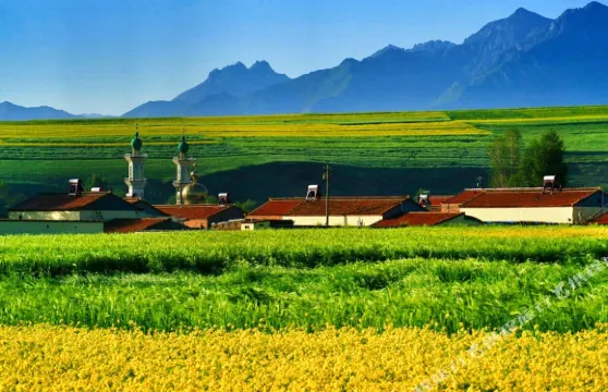 門源十里春風油菜花客棧