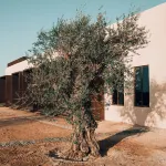 Al Faya Retreat by Sharjah Collection Hotels in 
