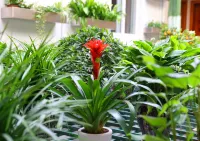 Wuzhen Flower House Hotels in Tongxiang