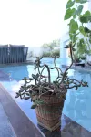 大理花海舍海景客棧