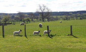 a herd of sheep is grazing in a green field with a fence and trees in the background at Rose & Crown