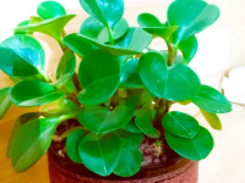 GreenTree Inn Select Hotel (Beijing Capital Airport Terminal 3) 北京のホテル