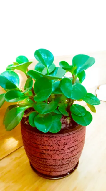 GreenTree Inn Select Hotel (Beijing Capital Airport Terminal 3)