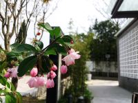 扬州香樟树酒店 - 花园