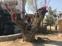 Zhenbei Minsu Village - Villas