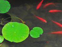 武夷山茗影轩茶与摄影主题客栈 - 其他