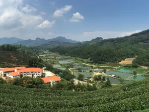 Wuyishan Jiaye Shanshe (Fulian Tea Manor Store)