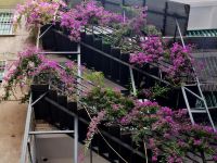 衡阳紫蔷薇宾馆 - 花园