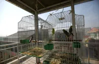 Laocheng Yard Homestay - Виллы